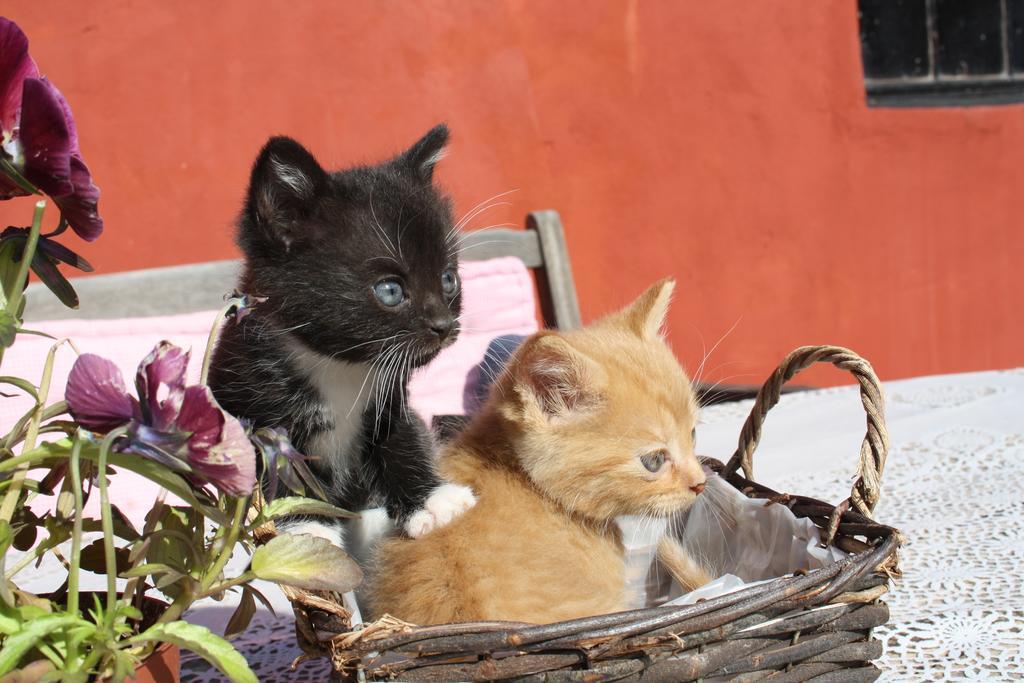 Bakkelund Bed & Breakfast Borre ภายนอก รูปภาพ